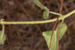 Trailing milkvine